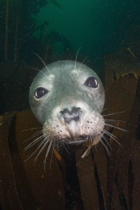 Grey Seal Portrait - Sigma 15mm  + TC 1.4 by Spencer Burrows 